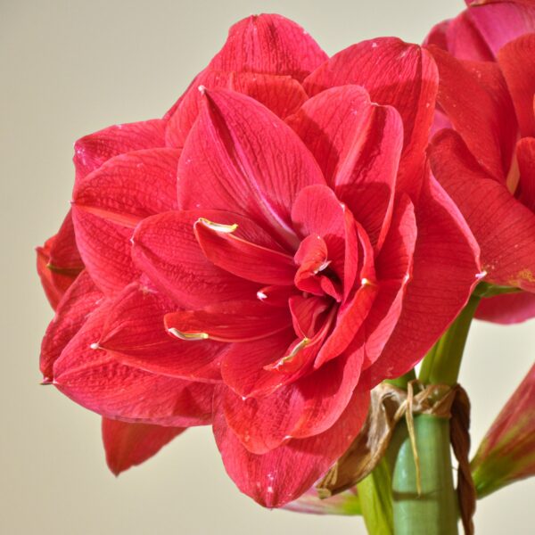 Close-up of the Top Notch Amaryllis flower, its vibrant pink petals lush and abundant. The exquisite bloom takes center stage, perfectly in focus against a soft, neutral background.