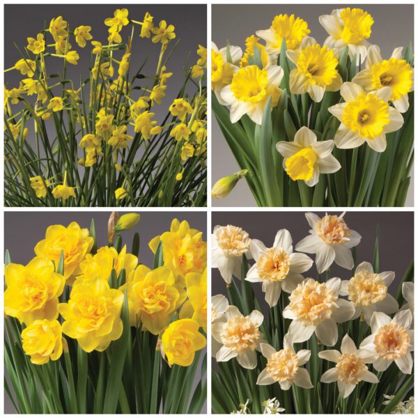 The collage titled "Four Months of Daffodils" features various types of daffodils: the top left shows tall, thin-stemmed daffodils with small yellow blooms, the top right and bottom left display daffodils with larger yellow blooms, and the bottom right presents white daffodils with yellow centers.