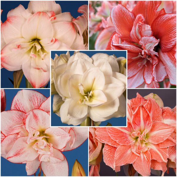 A collage from the Amadeus Amaryllis Collection featuring five close-up images of different flower types. At the center is a stunning double white bloom, encircled by vibrant red, pristine white, and delicate pink flowers, each with distinct petal arrangements and striking color patterns.