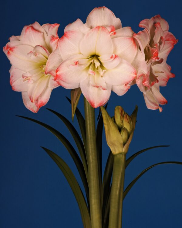 A group of Candy Amadeus Amaryllis flowers, showcasing white petals with pink-tipped edges, is centered against a dark blue backdrop. Long, green stems and leaves extend upward from the bottom, accompanied by several buds poised to blossom. The image beautifully captures the exquisite charm of these Candy Amadeus flowers in full bloom.