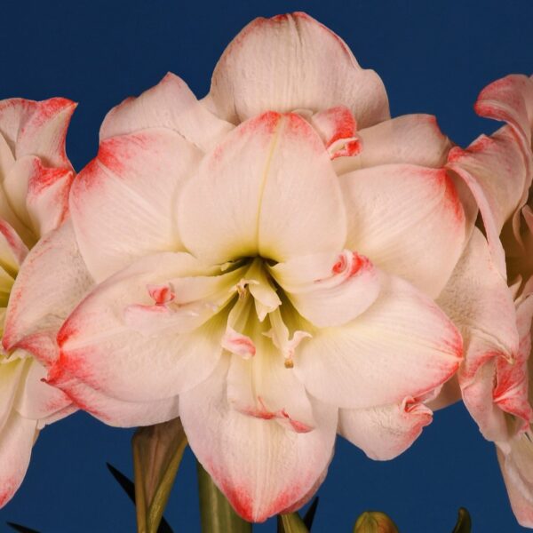 Close-up of a Candy Amadeus Amaryllis flower, displaying its white petals with a delicate pink tint along the edges, set against a deep blue background. The flower showcases multiple layers of petals and an intricate, graceful center.