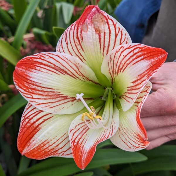Close-up of a person's hand holding a vibrant bloom of the Tropical Sensation Amaryllis, showcasing its intricate red and white striped patterns and details. Green foliage is visible in the blurred background.