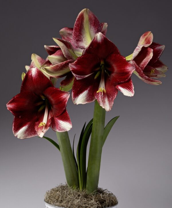 A cluster of blooming American Dream Amaryllis flowers showcases a vibrant display against a neutral backdrop. The deep red petals, elegantly edged in white, highlight the visible stamens. Green stems and leaves sprout from a moss-covered base in an elegant white pot.