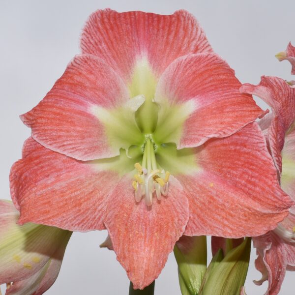 Close-up of a vibrant pink Andes Lady Amaryllis with white and light green accents in the center. The open petals reveal intricate textures and prominent stamens, set against a light, neutral background that makes the flower stand out prominently.