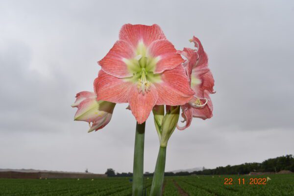 Close-up of a blooming Andes Lady Amaryllis with vibrant orange and white blossoms on a cloudy day. The background features a field and a tree line in the distance. The date stamp reads "22.11.2022" in the lower right corner.