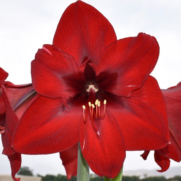 Close-up of a vibrant **Andes Sunshine Amaryllis** in full bloom, showcasing its delicate, velvety petals and yellow stamens. The background is blurred, emphasizing the flower's rich color and intricate details.