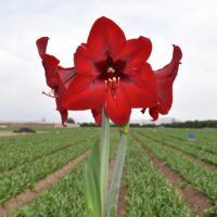Amaryllis 'Double Record' (Hippeastrum)