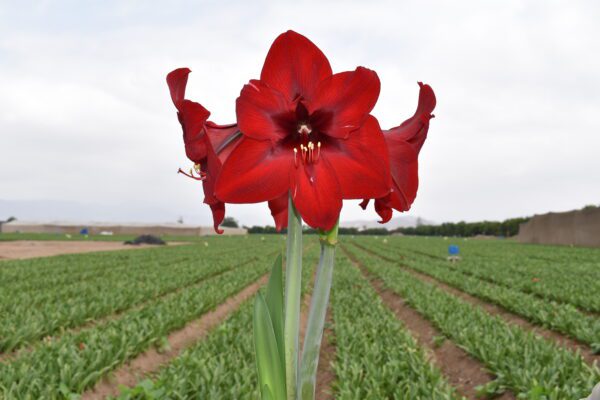 A vivid red Andes Sunshine Amaryllis with multiple blooms stands prominently in the foreground of a wide green field. The field is characterized by neat rows of crops extending into the distance. The sky above is overcast, casting a soft light on the scene, as if waiting for a touch of sunshine from the Andes.