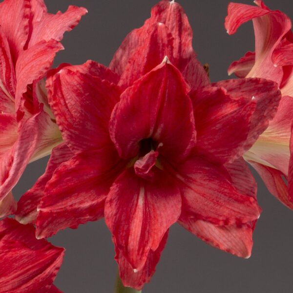 Close-up of the Ballerina Amaryllis flower in full bloom, showcasing its vibrant red petals with intricate structures and deep hues against a dark backdrop. The delicate petals feature subtle, lighter streaks that add depth and texture to the flower's appearance.