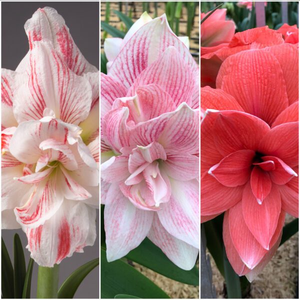 The Belle Amaryllis Collection triptych features three close-up views of amaryllis flowers in distinct colors: the left flower boasts white petals with pink streaks, the middle flower has light pink petals adorned with darker pink streaks, and the right flower showcases a solid, vibrant red.