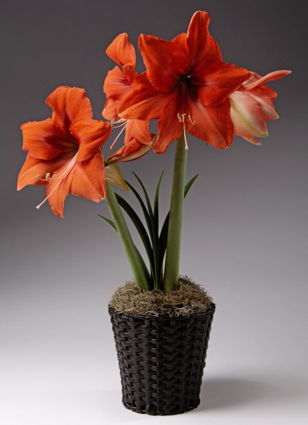 The Bellini Amaryllis features a black woven pot that holds a cluster of vibrant flowers with green stems and leaves. The large, trumpet-shaped blooms are surrounded by a bed of moss, set against a neutral gradient background that transitions from light grey to dark grey.