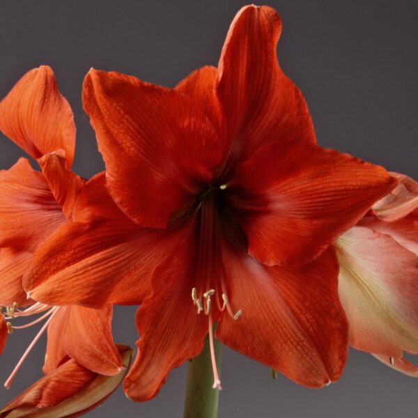 A close-up of vibrant red Bellini Amaryllis flowers against a dark gray background showcases their large, velvety, star-shaped petals with light veins. The visible stamens are tipped in yellow, adding to the flowers' rich, deep color and subtle gradients that create a striking contrast.