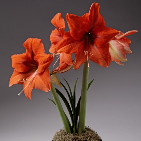 A vibrant cluster of red Bellini Amaryllis flowers with long green leaves emerges from a moss-covered bulb against a gradient gray background. The wide, trumpet-shaped petals showcase delicate stamen in the center.