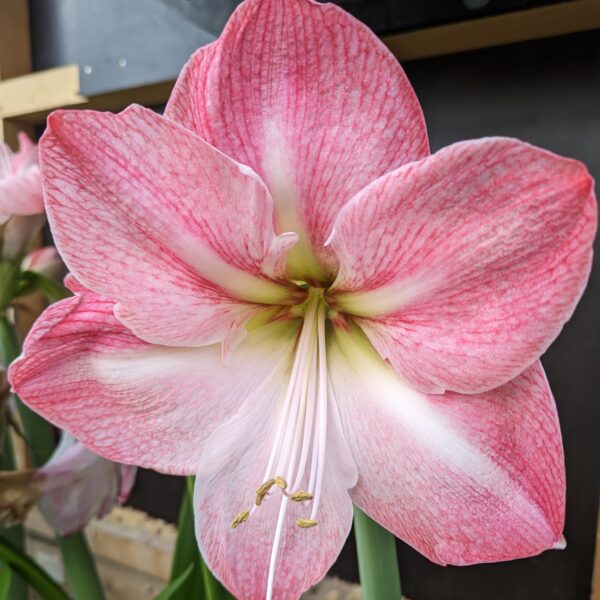 Close-up of a blooming Blossom Grandise Amaryllis flower. The petals feature light pink veining, and the blossom showcases a yellowish center. The background is blurred, accentuating the flower's intricate details.