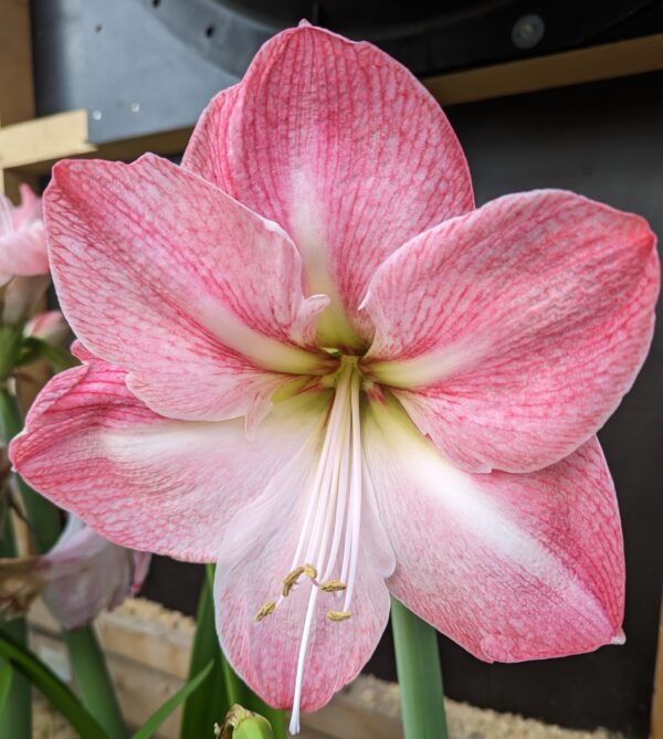 Close-up of a blooming Blossom Grandise Amaryllis flower. The petals feature light pink veining, and the blossom showcases a yellowish center. The background is blurred, accentuating the flower's intricate details.