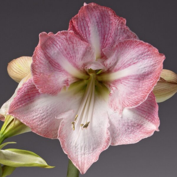 Close-up of a single Blossom Grandise Amaryllis, featuring its pink and white petals with delicate textures and a visible stamen, set against a dark gray background.