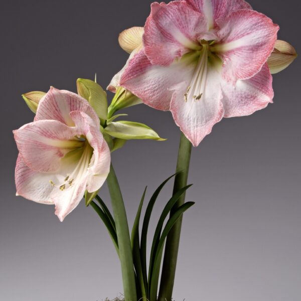 A potted plant showcasing two large, blooming Blossom Grandise Amaryllis flowers with pink and white petals. The blossoms are held on sturdy green stalks, surrounded by slender, flat leaves. The pot is topped with a layer of moss, creating a striking and elegant display.