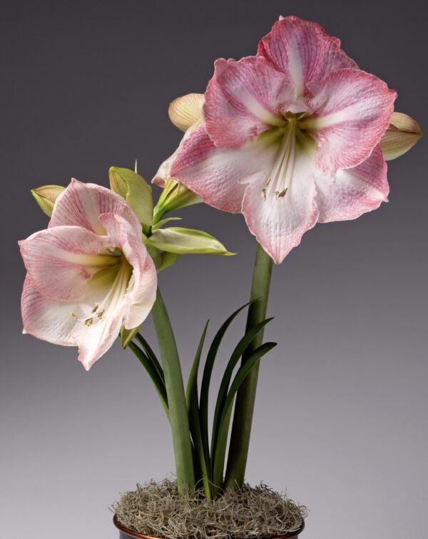 A potted plant showcasing two large, blooming Blossom Grandise Amaryllis flowers with pink and white petals. The blossoms are held on sturdy green stalks, surrounded by slender, flat leaves. The pot is topped with a layer of moss, creating a striking and elegant display.