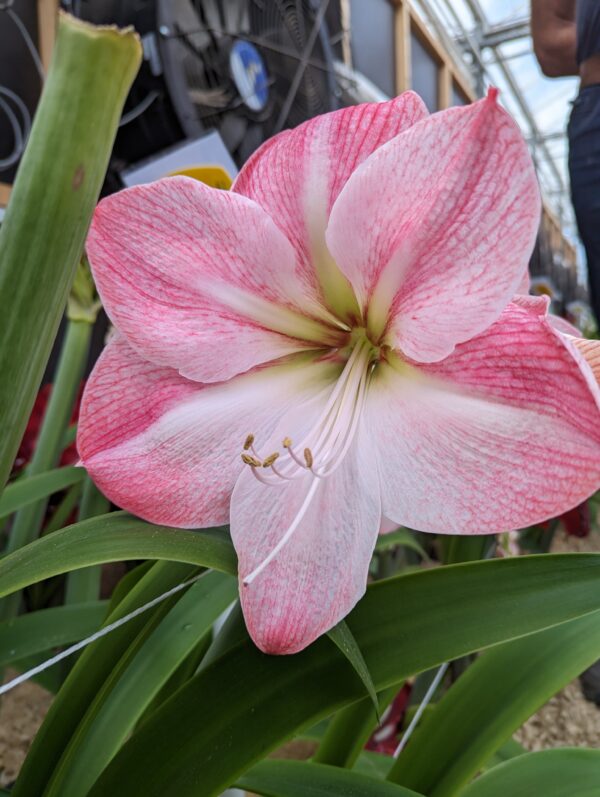 Close-up of a Blossom Grandise Amaryllis, showcasing its pink and white petals and visible stamens. The background features green leaves, part of a fan, and the slightly blurred setting of an industrial greenhouse.