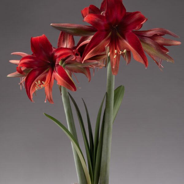 A close-up of two blooming Bogota Amaryllis flowers showcases their elongated red petals and prominent stamens, supported by tall, green stems and framed by long, slender leaves. The plain gray background highlights the vibrant colors of the Bogota Amaryllis flowers.