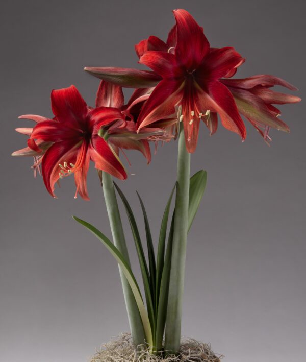 A close-up of two blooming Bogota Amaryllis flowers showcases their elongated red petals and prominent stamens, supported by tall, green stems and framed by long, slender leaves. The plain gray background highlights the vibrant colors of the Bogota Amaryllis flowers.