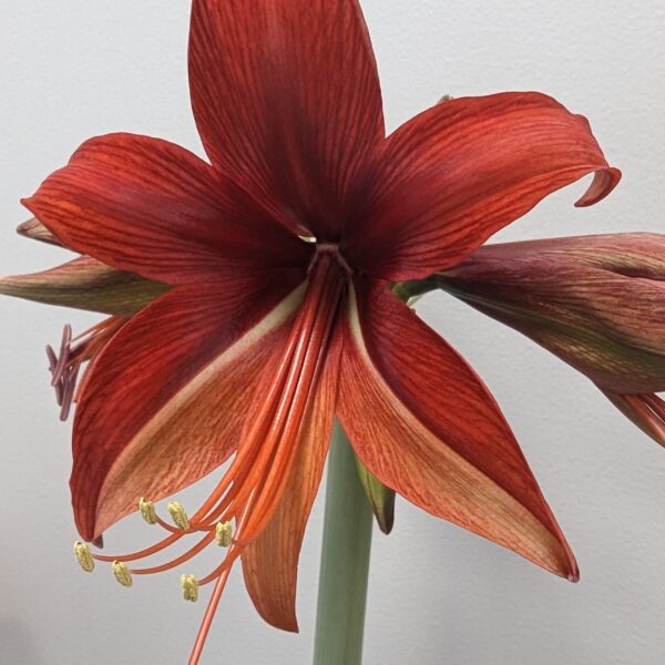 Close-up of a vibrant Bogota Amaryllis in full bloom, featuring delicate petals in variegated shades of red and subtle hints of orange. The flower's stamens and pistil are clearly visible, extending gracefully from the center. The background is a plain, light-colored wall.