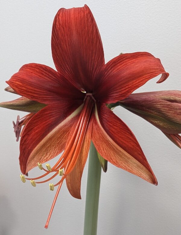 Close-up of a vibrant Bogota Amaryllis in full bloom, featuring delicate petals in variegated shades of red and subtle hints of orange. The flower's stamens and pistil are clearly visible, extending gracefully from the center. The background is a plain, light-colored wall.