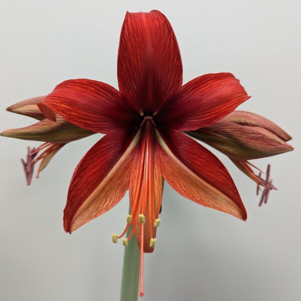 Close-up of the Bogota Amaryllis in full bloom, showcasing its multiple petals and long, prominent stamens extending from the center. The vibrant red flower stands out against a plain, off-white background.