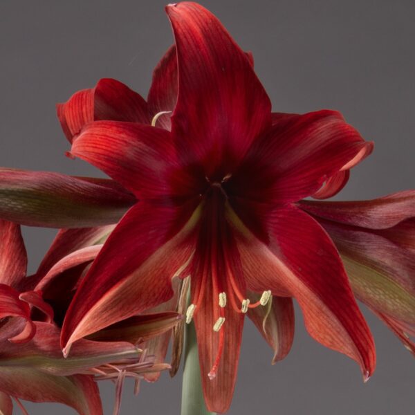 Close-up of a blooming Bogota Amaryllis with multiple petals, prominent stamens featuring pale yellow anthers, and a green stem against a gray background. The petals display varying shades of red adorned with subtle stripes and curved edges.