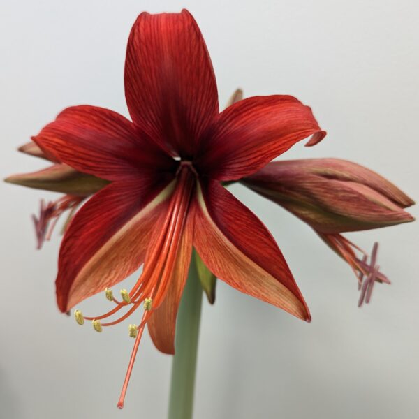 A close-up shot of the Bogota Amaryllis flower showcases its full bloom against a simple light-colored backdrop. The flower features vibrant, velvety red petals with yellow stamens beautifully extending from its center, while several buds can be seen behind the main blossom.