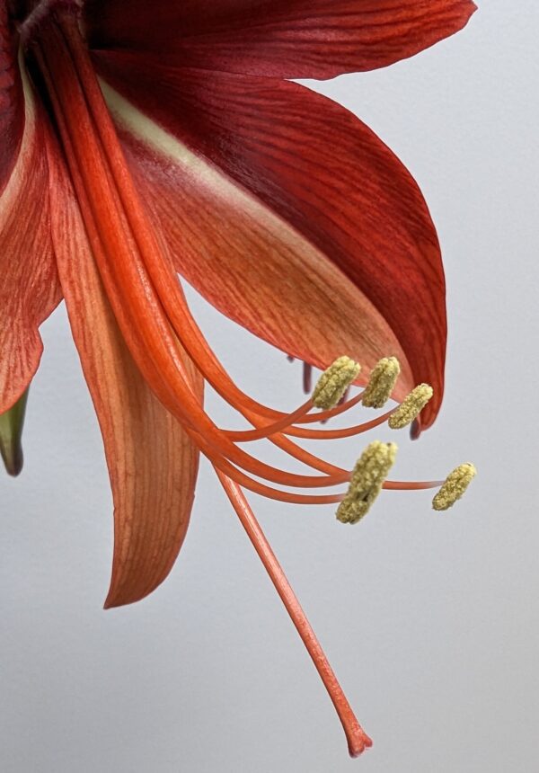 A close-up of a vibrant red Bogota Amaryllis flower features elongated petals and prominently yellow-tipped stamen set against a plain, light-colored background. The intricate details of the petal texture and the delicate pollen grains are clearly visible.