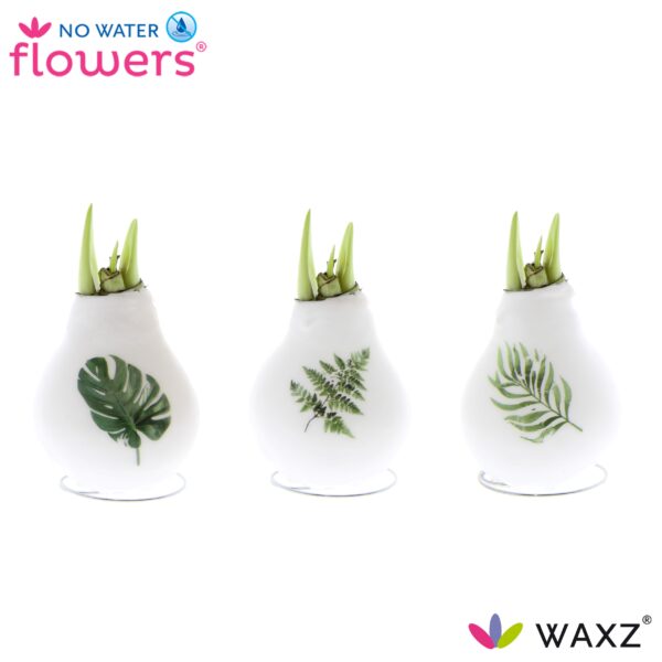 Three white wax-covered flower bulbs are displayed in a row, each with sprouting green shoots. The bulbs are decorated with images of green foliage: a monstera leaf, a fern leaf, and a palm leaf, from left to right. Brands "No Water Flowers" and "WAXZ" are visible.