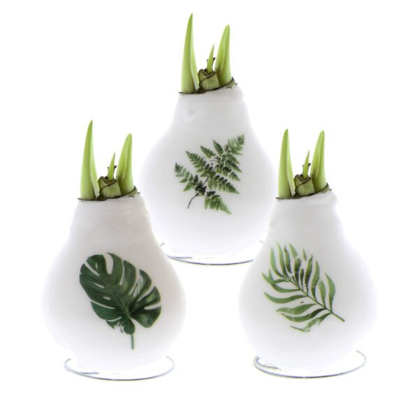 Three white, teardrop-shaped vases with green shoots emerging from the top. Each vase has a unique fern or leaf print on its surface: a monstera leaf, a fern frond, and a different fern-like leaf. Reminiscent of waxed amaryllis bulbs, the product is set against a plain white background. Three white wax-covered flower bulbs are displayed in a row, each with sprouting green shoots. The bulbs are decorated with images of green foliage: a monstera leaf, a fern leaf, and a palm leaf, from left to right. Brands "No Water Flowers" and "WAXZ" are visible.