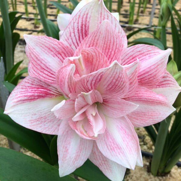 A close-up of the Candy Belle Amaryllis in full bloom highlights its striking pink and white petals, adorned with varying shades of pink stripes. The backdrop includes lush green leaves along with a hint of the greenhouse structure, which further accentuates the flower's vivid beauty.