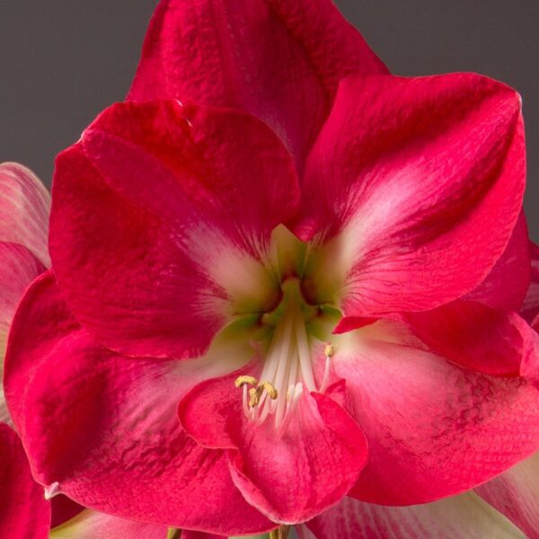 A close-up image of the vibrant Candy Cream Amaryllis in full bloom. Its soft, velvety petals are slightly ruffled at the edges, with hints of white near the center. The stamens extend gracefully from the middle of the flower against a gray background.