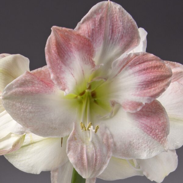 Close-up of the exquisite Cherry Blossom Amaryllis flower against a dark gray background. The bloom showcases white petals adorned with soft pink streaks and a light green center. Its intricate texture and delicate shading highlight the captivating beauty of this stunning flower.