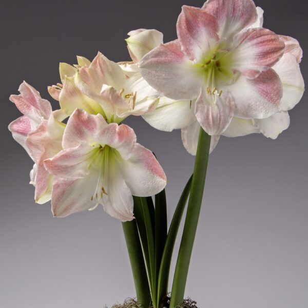 A close-up showcases the Cherry Blossom Amaryllis flowers blooming on tall green stems emerging from a moss-covered base, all set against a neutral gray background. The petals feature subtle white and pink stripes, creating a delicate and graceful appearance.