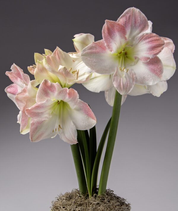 A close-up showcases the Cherry Blossom Amaryllis flowers blooming on tall green stems emerging from a moss-covered base, all set against a neutral gray background. The petals feature subtle white and pink stripes, creating a delicate and graceful appearance.