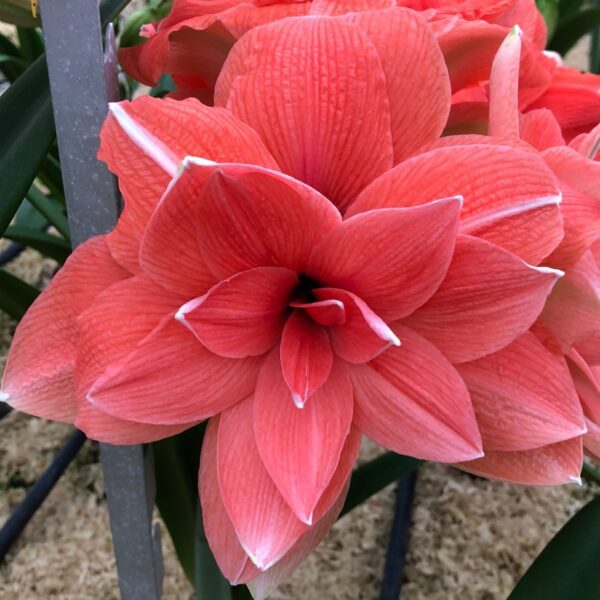 Close-up of a large, vibrant "Coral Belle Amaryllis" flower with multiple petals, displaying intricate vein patterns. The fresh bloom stands out against a blurred background featuring green leaves and a metal frame.