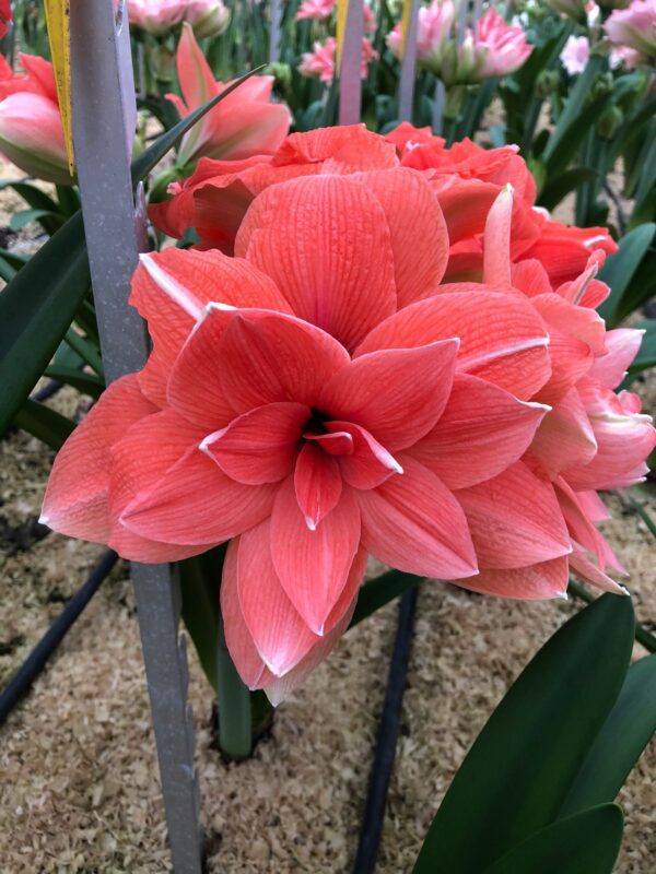 Close-up of a vibrant, fully bloomed Coral Belle Amaryllis flower with petals featuring delicate white edges and striations. The flower is encircled by green, sword-like leaves and additional Coral Belle Amaryllis blooms in the background.