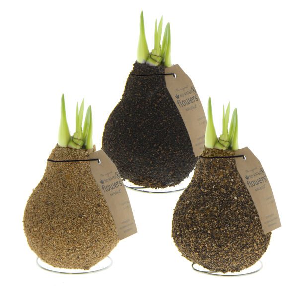 A waxed amaryllis bulb trio with a natural cork finish, featuring green shoots emerging from the top, is elegantly displayed on a small metal stand. The bulb includes a brown tag labeled "flowers" along with additional text.