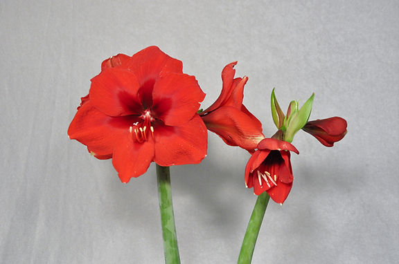 Two vibrant red Debka Amaryllis flowers bloom on green stems against a light gray background. The flowers showcase large, vivid petals and prominent white stamens. One flower is fully open, while the other is partly blooming.