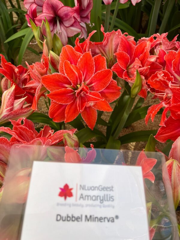 A cluster of vibrant red and pink Dubbel Minerva Amaryllis flowers, labeled as "Dubbel Minerva Amaryllis," with lush green foliage in the background. A label featuring the NLvanGeest Amaryllis logo is partially visible in the foreground.