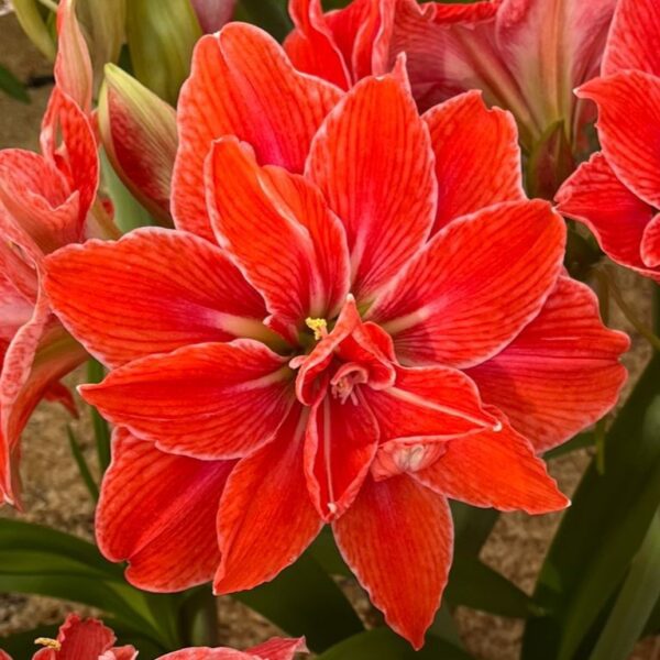 Close-up of a vibrant red Dubbel Minerva Amaryllis in full bloom, showcasing multiple layers of delicate petals with white edges and a hint of yellow at the center. The background features green leaves and additional budding Dubbel Minerva Amaryllis flowers.