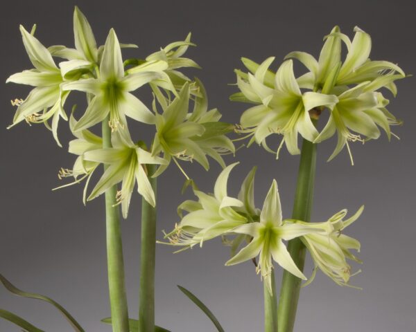 Close-up of the Evergreen Amaryllis, showcasing its green flowers with elongated petals and curved stamens against a plain, dark background. The flowers are supported by tall, thick stems and cluster together to form a vibrant and detailed botanical display.