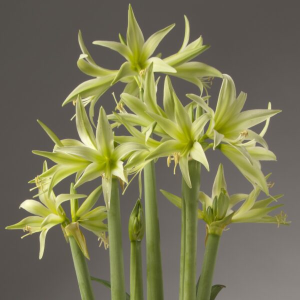 Close-up of several light green Evergreen Amaryllis flowers with elongated petals, blooming atop tall, slender green stems. The neutral grey background accentuates the vibrant green hues of both the flowers and their stems.