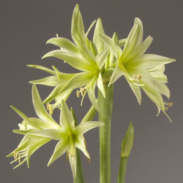 Close-up of the Evergreen Amaryllis, showcasing its pale green flowers with long, pointed petals and visible stamens on tall, slender stems, set against a soft gray background.