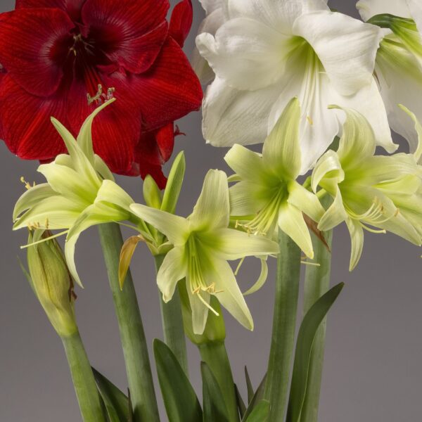 A bouquet of Evergreen Amaryllis flowers featuring a captivating mix of deep red, white, and pale yellow-green blooms, all set against a neutral gray background. The flowers boast long green stems and are prominently displayed.