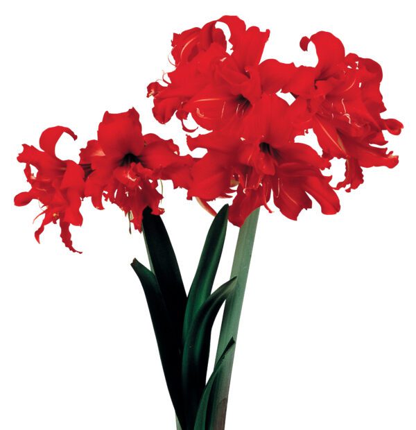 A vibrant cluster of Fanfare Amaryllis flowers with ruffled petals stands atop tall green stems and leaves, set against a plain white background. The lush blooms of Fanfare Amaryllis radiate a striking contrast with their intense color.