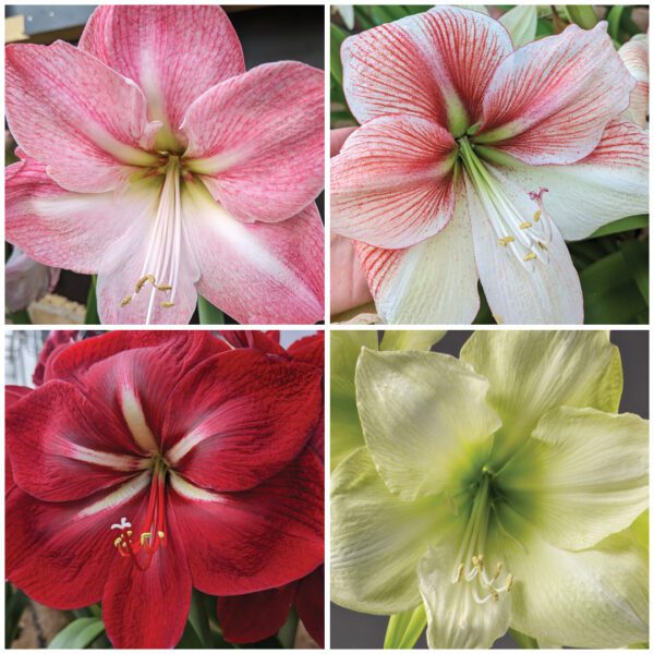 Introducing the Grandise Amaryllis Collection, a majestic assortment of four exquisite flowers: the top left showcases a light pink flower with a dark pink center, the top right features white petals adorned with red streaks, the bottom left presents a deep red bloom accented by white streaks, and the bottom right flaunts pale green petals highlighted with white streaks.